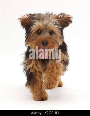 Hund, Yorkipoo Yorkshire Terrier kreuz Pudel, Oscar, Alter 6 Monate, läuft. Stockfoto