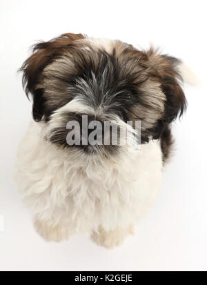 Tibet Terrier Welpen sitzen und oben zu schauen. Stockfoto