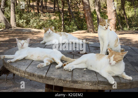 Verwilderte Hauskatzen (Felis catus) ruht auf einem alten Kabeltrommel in einer Waldlichtung, Plaka, Kos, Dodekanes, Griechenland, August. Stockfoto