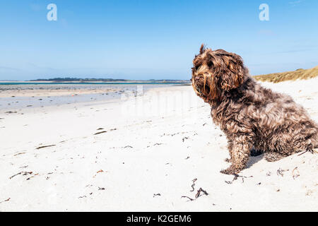 Inländische gemischte Rasse (Tibet Terrier/Cocker Spaniel) auf Newport Beach, St. Martin's, Isles of Scilly, England, UK. Mai 2013. Stockfoto