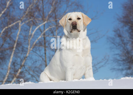 Gelbe Labrador Retriever sitzen im frischen Schnee, Clinton, Connecticut, USA Stockfoto