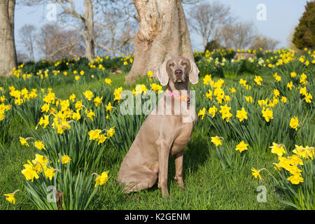 Weibliche reinrassige Weimaraner sitzen unter Narzissen Anfang Mai, Waterford, Connecticut, USA Stockfoto