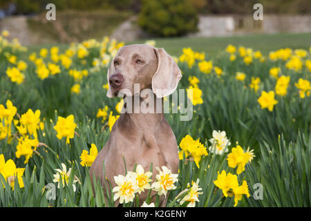 Weibliche reinrassige Weimaraner sitzen unter Narzissen Anfang Mai, Waterford, Connecticut, USA Stockfoto