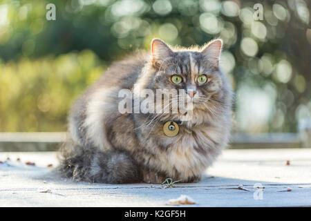 Sibirische Waldkatze (Felis catus), mit schildpatt Muster, Alter 2 Jahre, im Garten. Bristol, Großbritannien Stockfoto