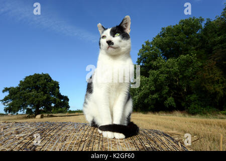 Die schwarz-weisse Katze (Felis silvestris catus) sitzt auf einem runden Strohballen, Herefordshire, England, UK. Stockfoto