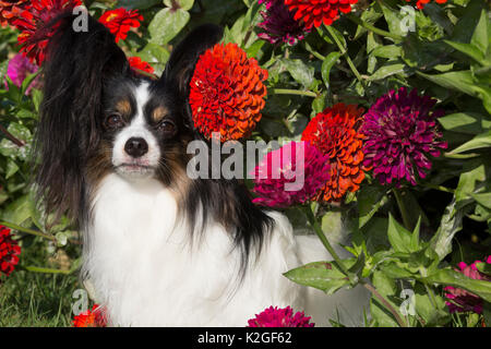 Männliche Papillon Hund weiter bis Ende Sommer Blumen, USA Stockfoto