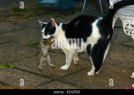 Die schwarz-weisse Katze (Felis silvestris catus) mit Jungen Europäischen Kaninchen (Oryctolagus cuniculus) in seinen Mund, auf Garten Terrasse, Herefordshire, England. Stockfoto