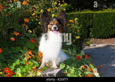 Männliche Papillon im späten Sommer Blumen, Connecticut, USA Stockfoto