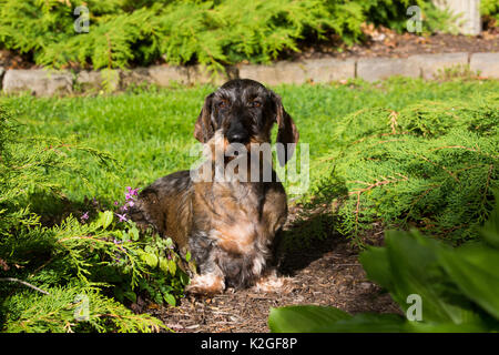 Standard Wire-haired Dackel in spring garden, USA. Stockfoto