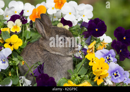 Baby Netherland Dwarf Kaninchen sitzen unter Stiefmütterchen, USA. Stockfoto