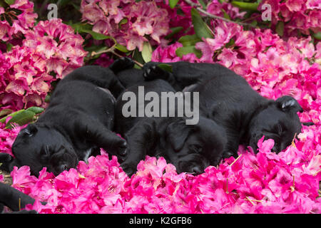 Drei schwarzen Labrador Retriever Welpen, Alter fünf Wochen, Schlafen im Rhododendron Blumen, USA. Stockfoto