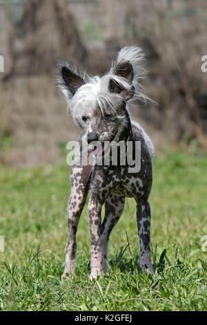 Chinesischer Schopfhund, im Gras stehen, Frankreich Stockfoto