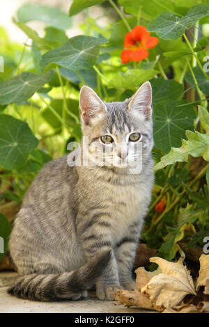 Junge Katze im Garten, Elsass, Frankreich Stockfoto