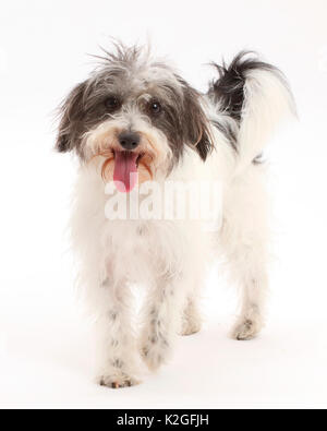 Schwarz-weiße Jackapoo Hund. Stockfoto