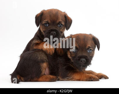 Border Terrier Welpen, Alter 5 Wochen. Stockfoto