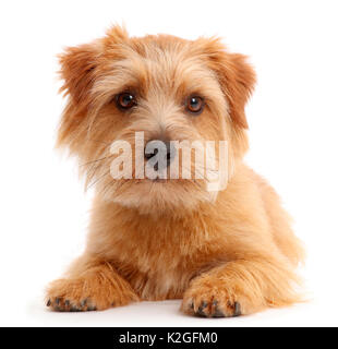 Norfolk Terrier Hund, Otto, Alter 1 Jahr. Stockfoto