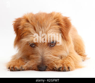 Norfolk Terrier Hund, Otto, Alter 1 Jahr, Nase auf den Boden. Stockfoto