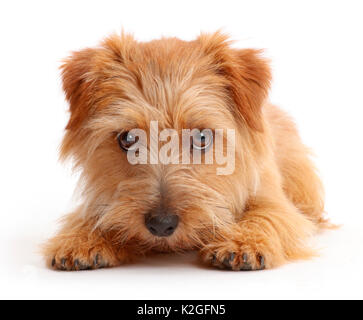 Norfolk Terrier Hund, Otto, Alter 1 Jahr. Stockfoto