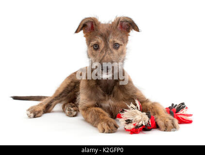 Brindle Lurcher hund welpe liegend Kopf oben mit ragger Spielzeug. Stockfoto