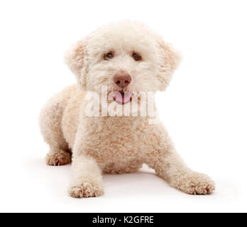 Lagotto Romagnolo Hund. Stockfoto