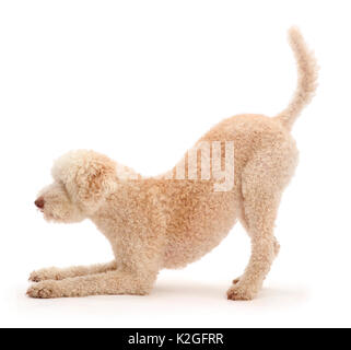 Lagotto Romagnolo Hund im Spiel - Bogen. Stockfoto