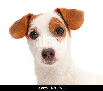 Jack Russell Terrier Welpen. Stockfoto