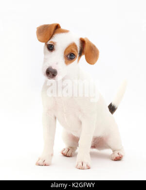 Jack Russell Terrier Welpen sitzen. Stockfoto
