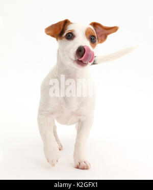 Jack Russell Terrier Welpen wandern und leckte ihre Nase. Stockfoto