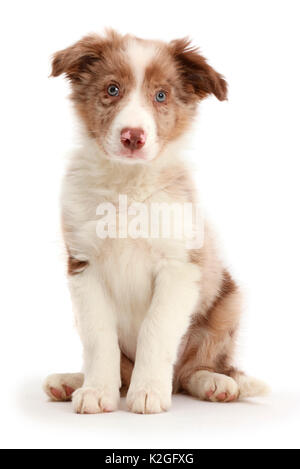 Red merle Border Collie Welpen sitzen. Stockfoto