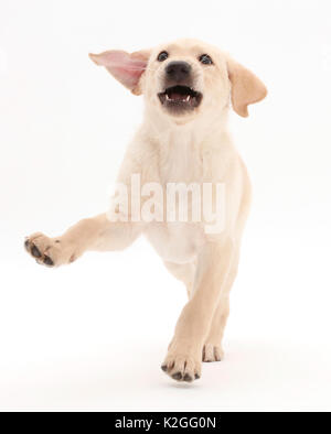 Verspielte gelben Labrador Retriever Welpen, Alter 9 Wochen. Stockfoto