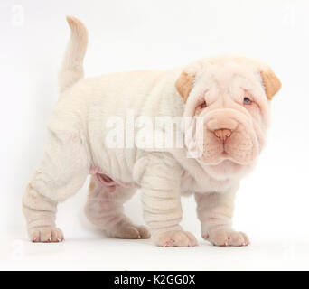 Shar Pei Welpen stehen. Stockfoto