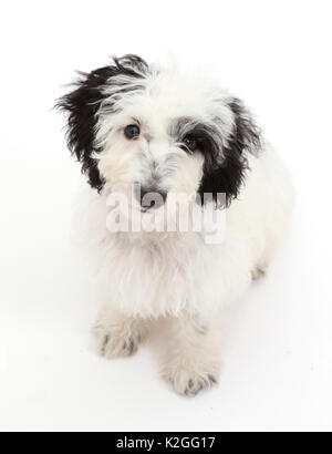 Schwarz-weiße Cockapoo Welpen. Stockfoto