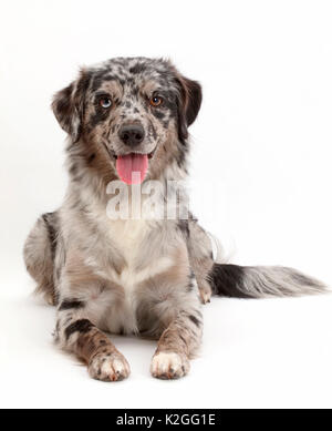 Blue Merle Mini American Shepherd. Stockfoto