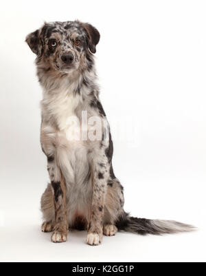 Blue Merle Mini American Shepherd. Stockfoto
