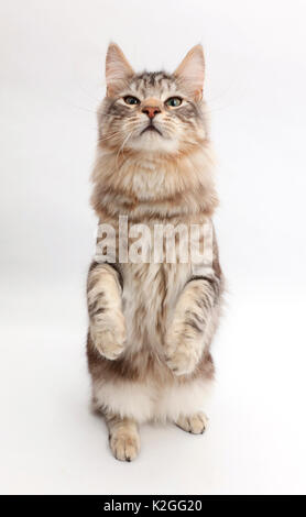 Silber Tabby Katze, Loki, Alter 7 Monate, die stehen. Stockfoto