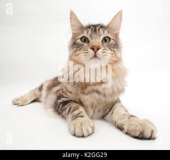 Silber Tabby Katze, Loki, Alter 7 Monate. Stockfoto