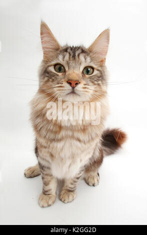 Silber Tabby Katze, Loki, Alter 7 Monate. Stockfoto