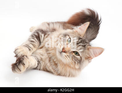 Silber Tabby Katze, Loki, Alter 7 Monate, Rollen auf seiner Seite. Stockfoto