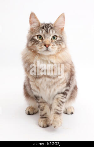 Silber Tabby Katze, Loki, Alter 7 Monate. Stockfoto