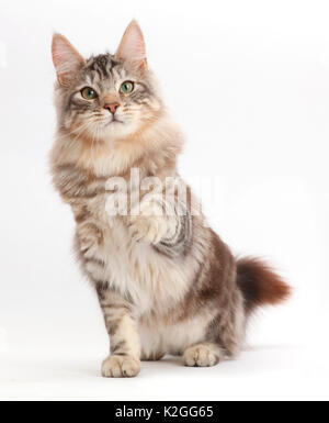 Silber Tabby Katze, Loki, Alter 7 Monate, sitzen und zeigte mit einer Pfote. Stockfoto