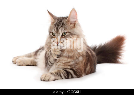 Silber Tabby Katze, Loki, Alter 7 Monate, mit der Pfote in den Mund. Stockfoto