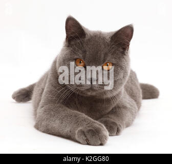Blaue Britisch Kurzhaar Katze. Stockfoto