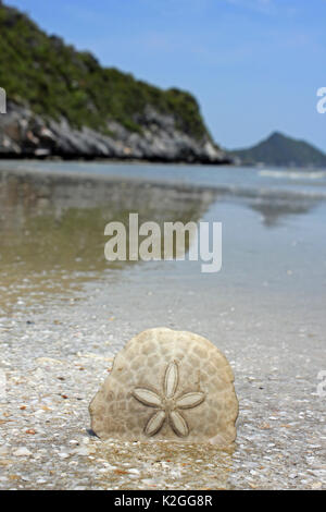 Sand Dollar Echinodiscus Bisperforatus On Thailand Beach Stockfoto