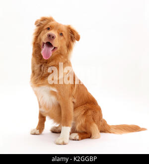 Nova Scotia Duck Tolling Retriever Hund, Alter 6 Monate. Stockfoto