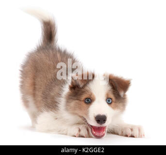 Zobel-weiß Border Collie Welpen, Alter 8 Wochen, im Spiel - Bogen. Stockfoto