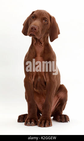 Pointer Welpen portrait. Stockfoto