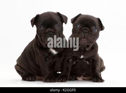 Französische Bulldogge Welpen, Alter 5 Wochen. Stockfoto