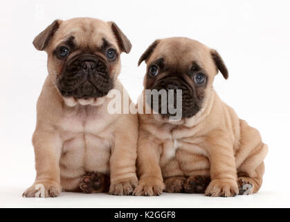 Französische Bulldogge Welpen, Alter 5 Wochen. Stockfoto