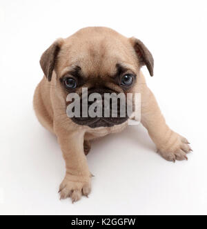 Französische Bulldogge Welpen, Alter 5 Wochen. Stockfoto