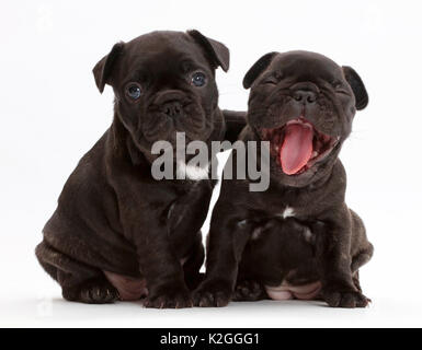 Französische Bulldogge Welpen, Alter 5 Wochen, ein Gähnen. Stockfoto